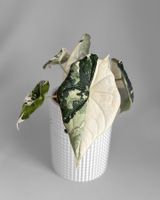 Alocasia Melo Albo Variegata