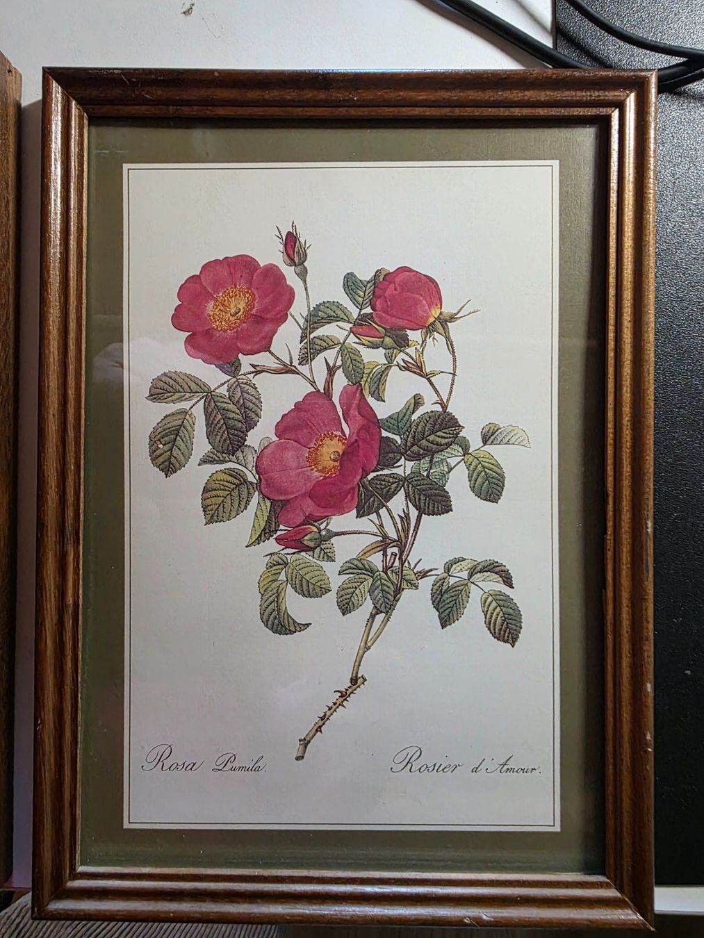 Poster & Bilder: 2 schöne Blumen Bilder Rosen – Gebraucht aus Walterswil BE von Lonitti 4