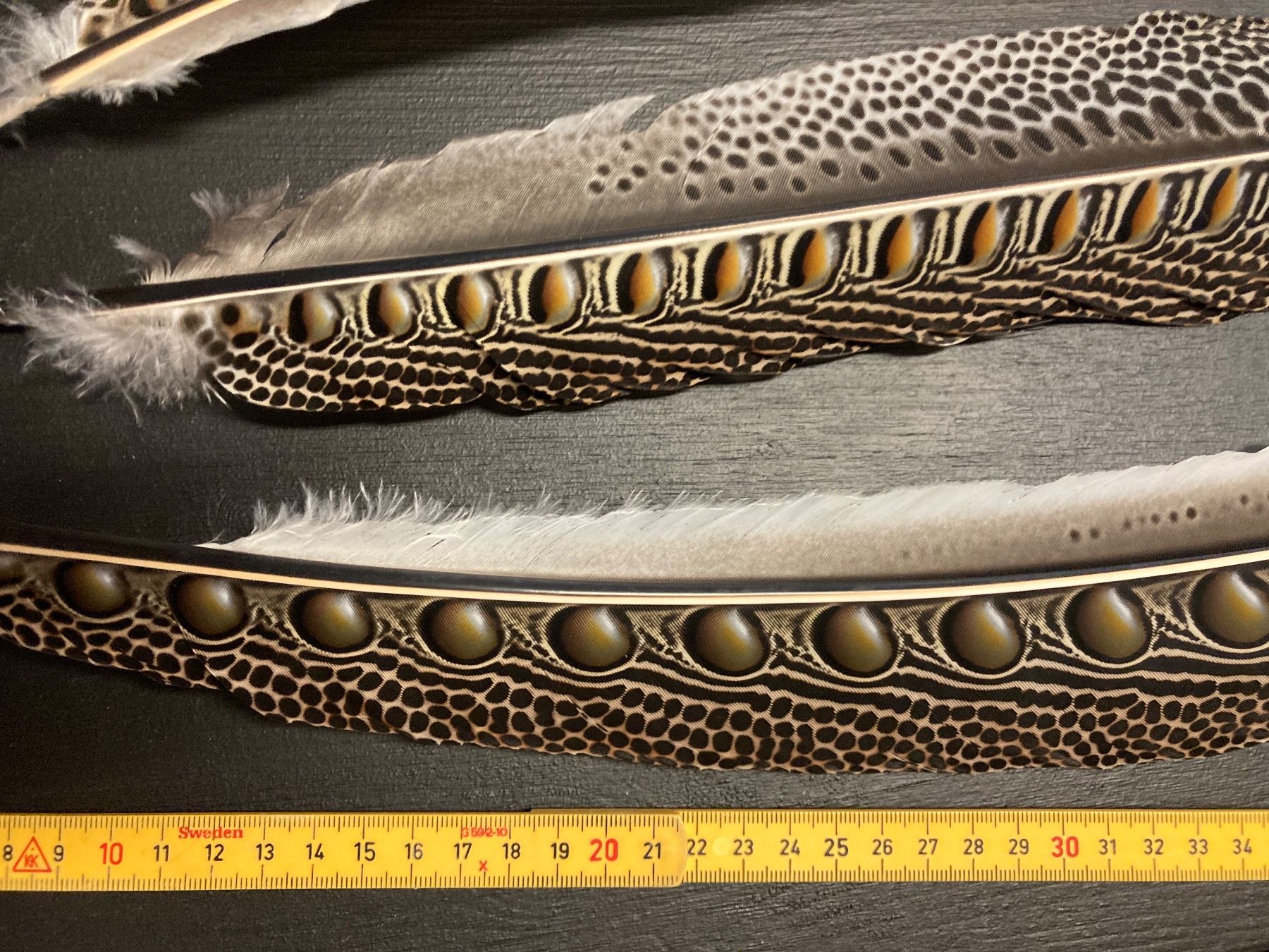 Welt der Tiere: Argusfasan Federn – Gebraucht aus Grosswangen von arum01 1