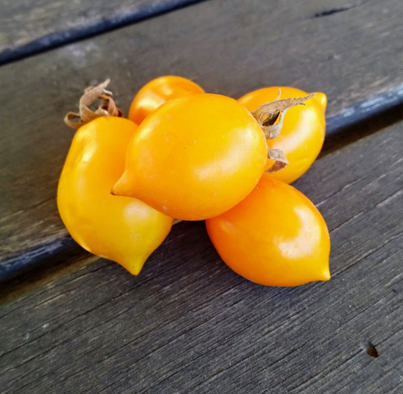 Piante & sementi: 50 Samen Piennolo Vesuvio  Tomate – Nuovo (secondo la descrizione) da Ehrendingen venduto da VerveinaSamen 1