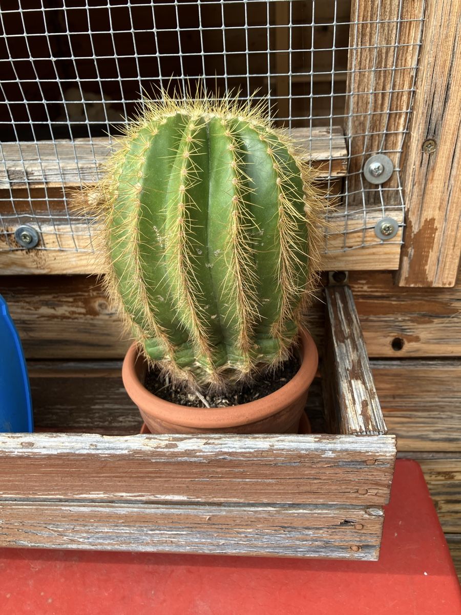 Plantes & graines: Kaktus vom Grosi – D'occasion à Biglen par Maci2005
