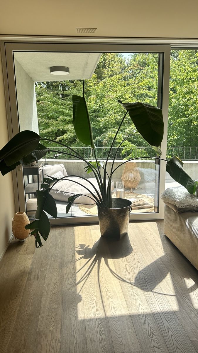 Plantes & graines: Zimmerpflanze Strelitzia mit Übertopf  – D'occasion à Bern par ishan128 2