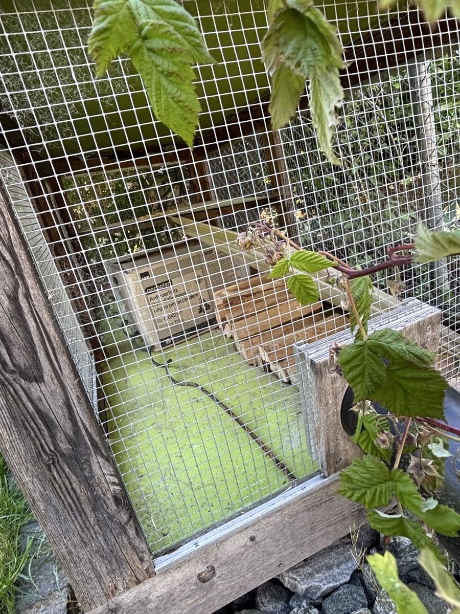 Käfige, Transport & Sicherheit: Meerschweinchen Käfig – Gebraucht aus Reinach BL von Jan_Bsl 2