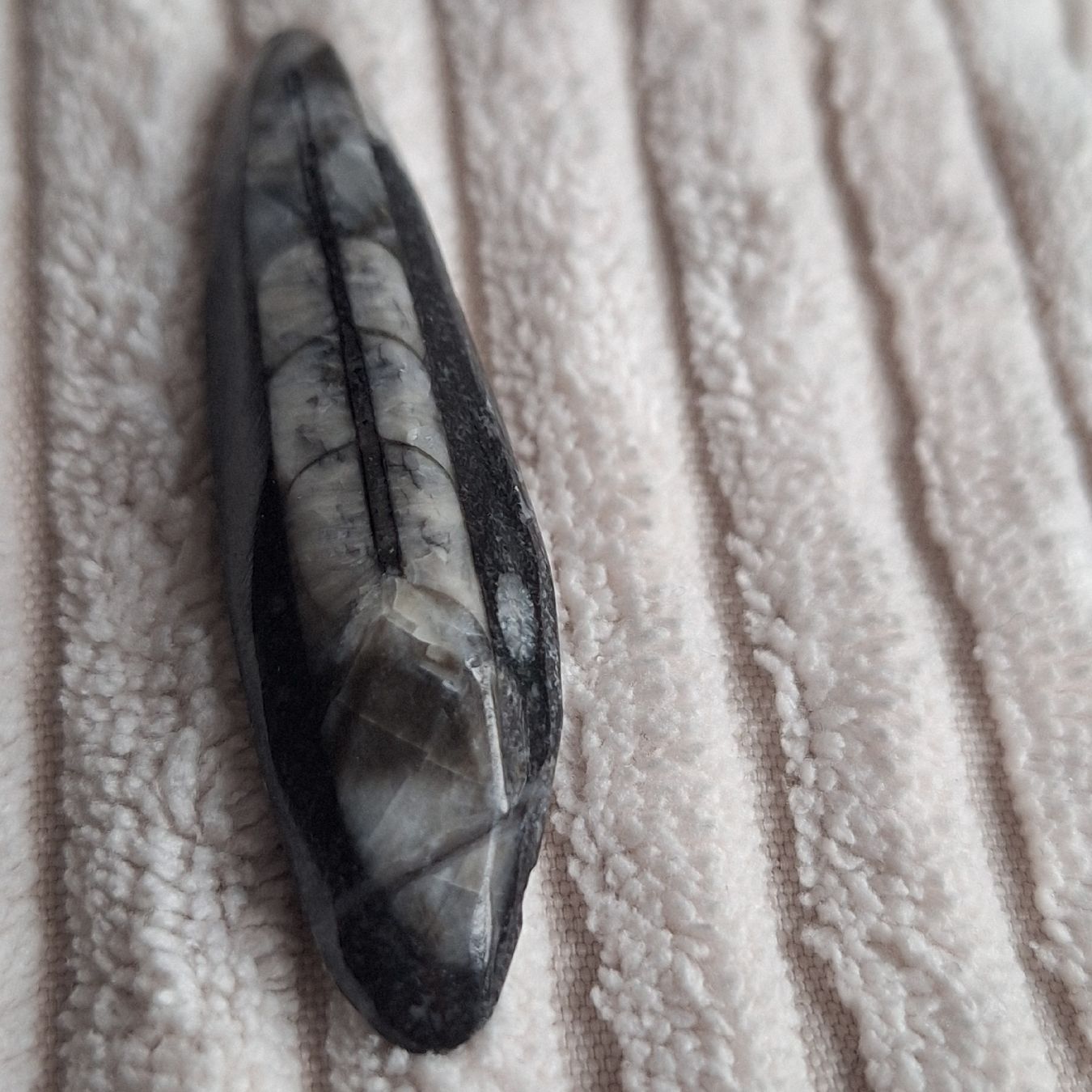 Fossili: poliertes Fossil eines Orthoceras – Usato da Aeugstertal venduto da firefly33 3