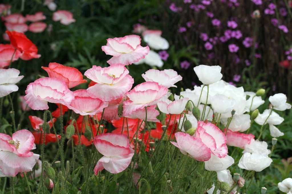 Piante & sementi: 500 Samen Mohn FALLING IN LOVE – Nuovo (secondo la descrizione) da Ehrendingen venduto da VerveinaSamen 6