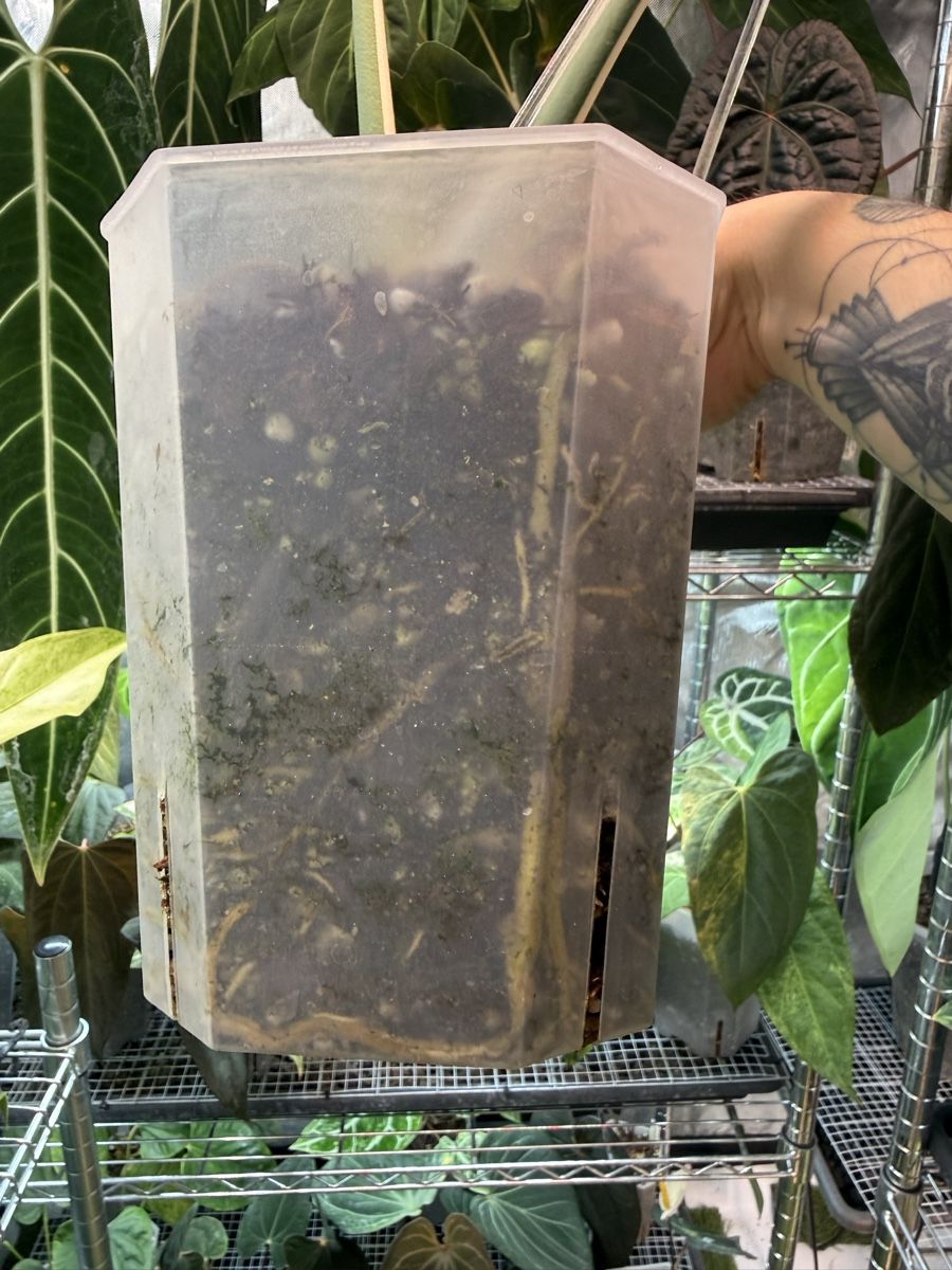Piante & sementi: Monstera Albo large form | headcutting – Usato da Morlon venduto da lucius.greenery 9