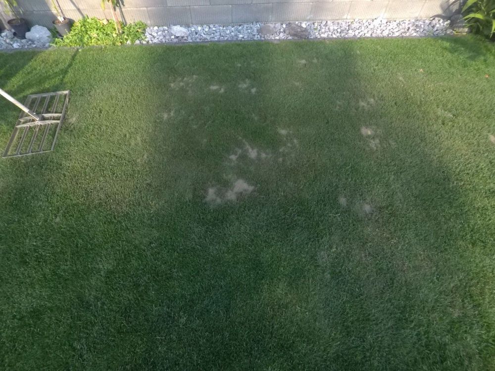 FLÄCHENBLITZ Rasen mit Sand verwöhnen Kaufen auf Ricardo