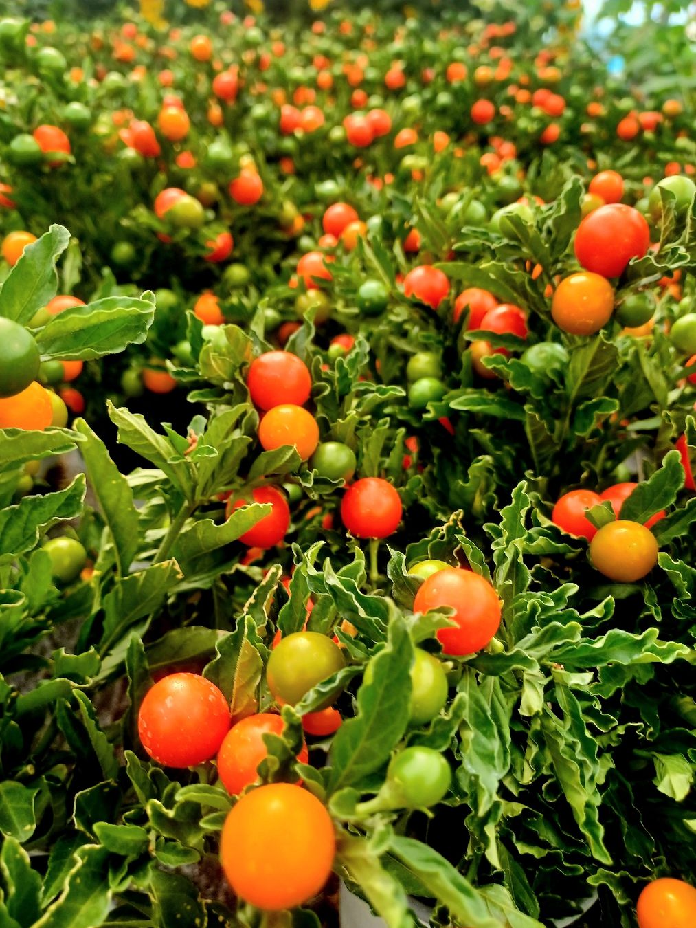 Pflanzen & Samen: "Kirschevon Jerusalem" oder SOLANUM PSEUDOCAPISCUM. 20-30 cm – Neu und originalverpackt aus Rovio von POSITIFFARTandPLANTS 3
