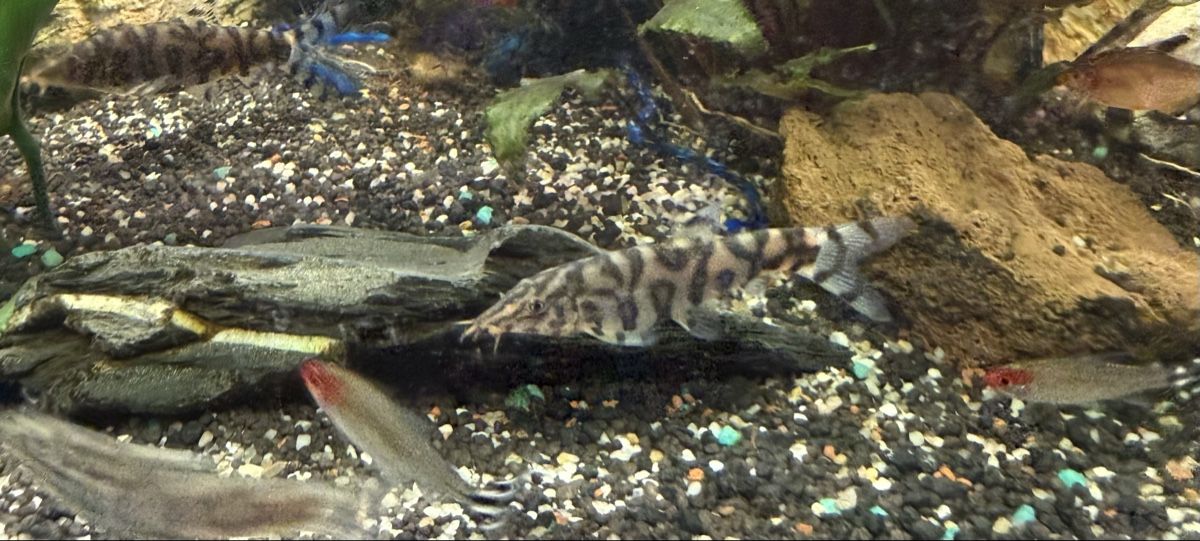 Giocattoli: Zierfisch gebraucht – Usato da Männedorf venduto da car_qpt9 2