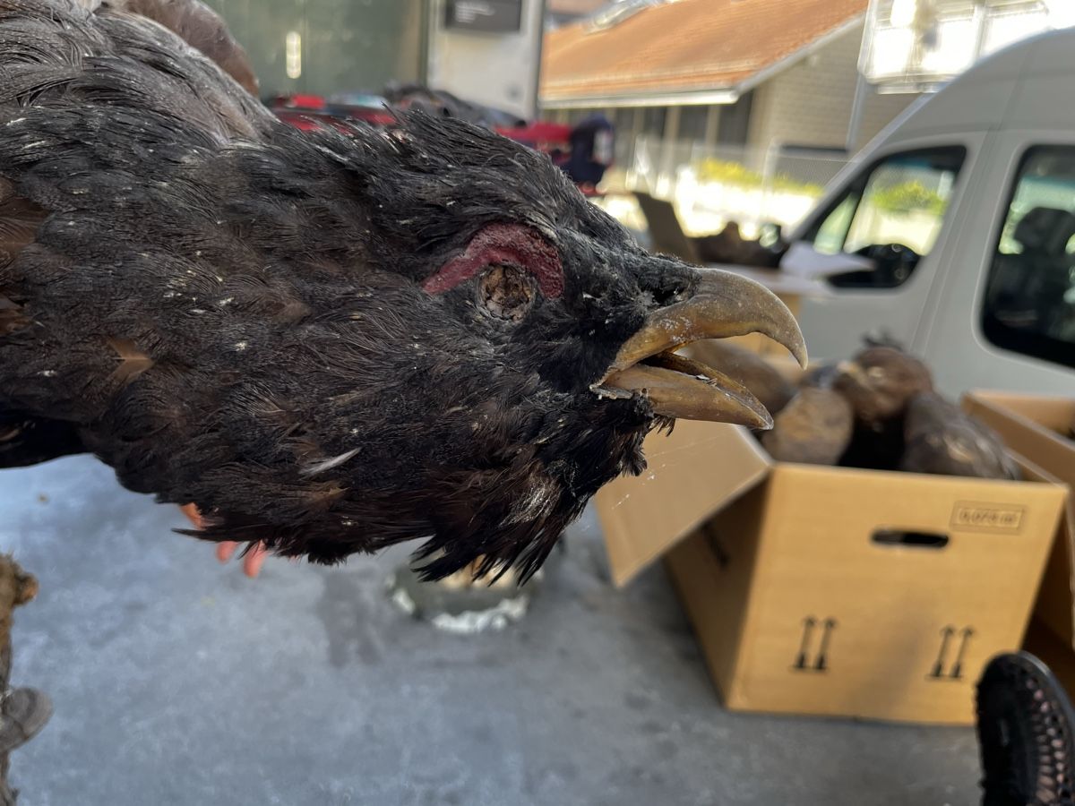 Il mondo degli animali: Ausgestopfter Auerhahn Vogel Präparat – Usato da Bern venduto da fotolog111 5