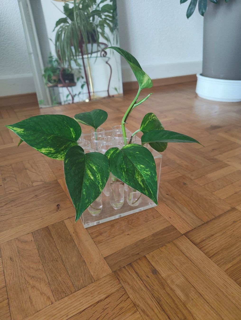 Pflanzen & Samen: Boutures de Epipremnum aureum – Neu (gemäss Beschreibung) aus Vevey von con_dwl8 1