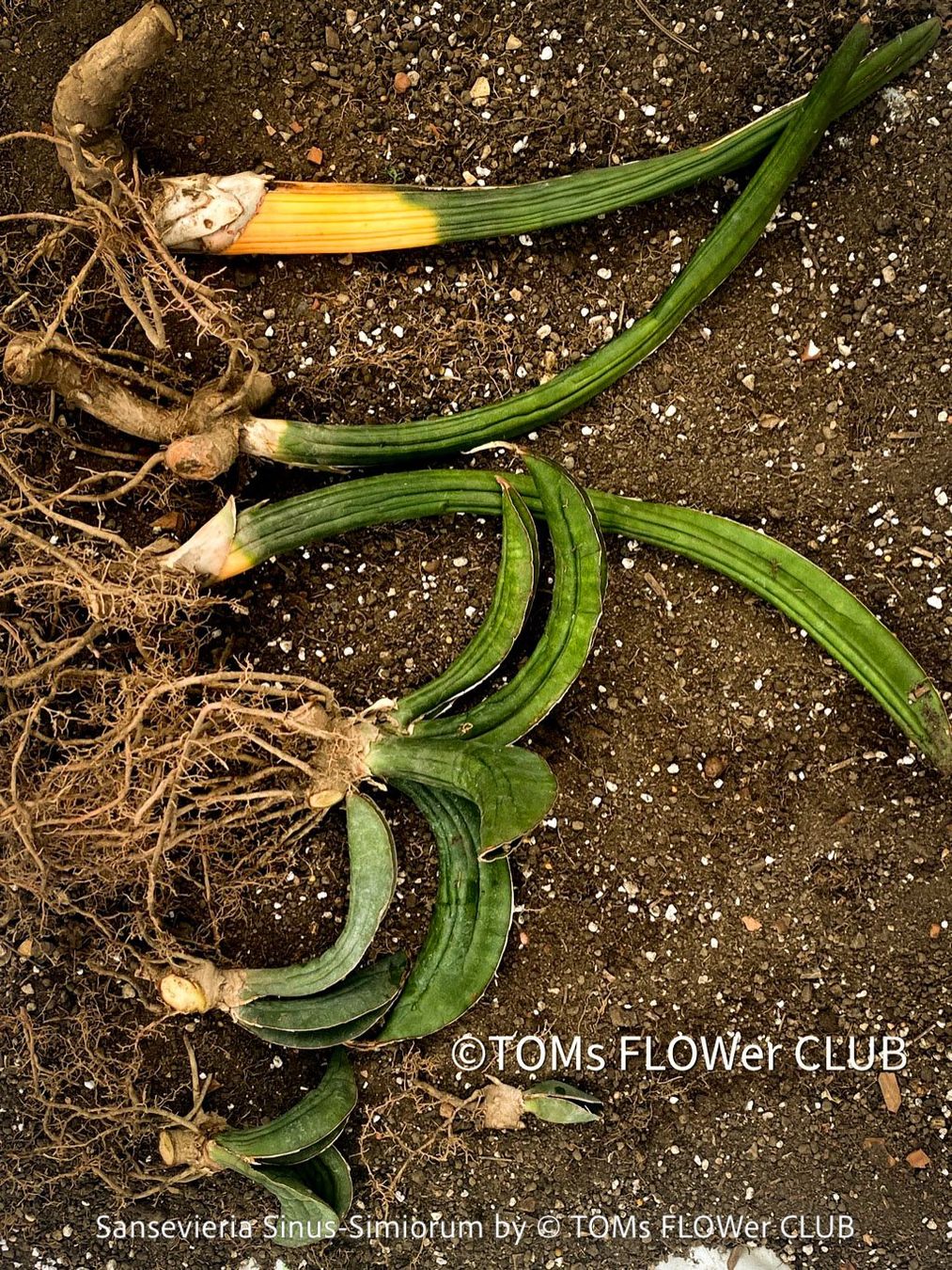 Piante & sementi: Sansevieria Sinus-Simiorum - extrem langsam wachsend – Nuovo e nell'imballaggio originale da Adliswil venduto da MarkyForest 5
