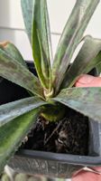 Mangave (Agave hybr.) pinapple express