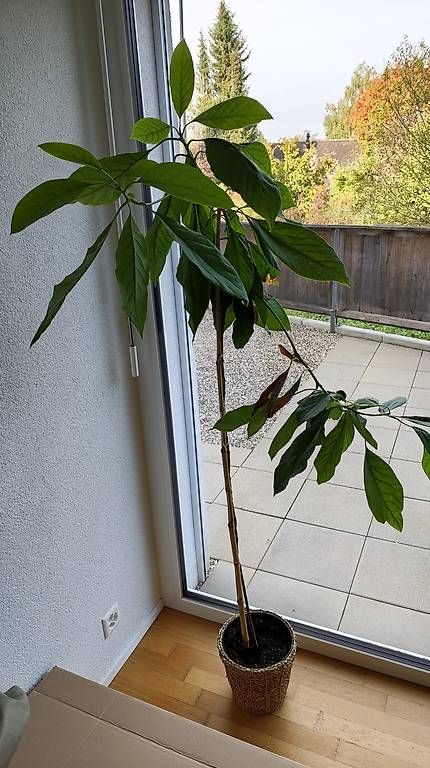 Piante & sementi: Avocado Baum - 180cm – Nuovo e nell'imballaggio originale da Boll venduto da ttr-fun 1