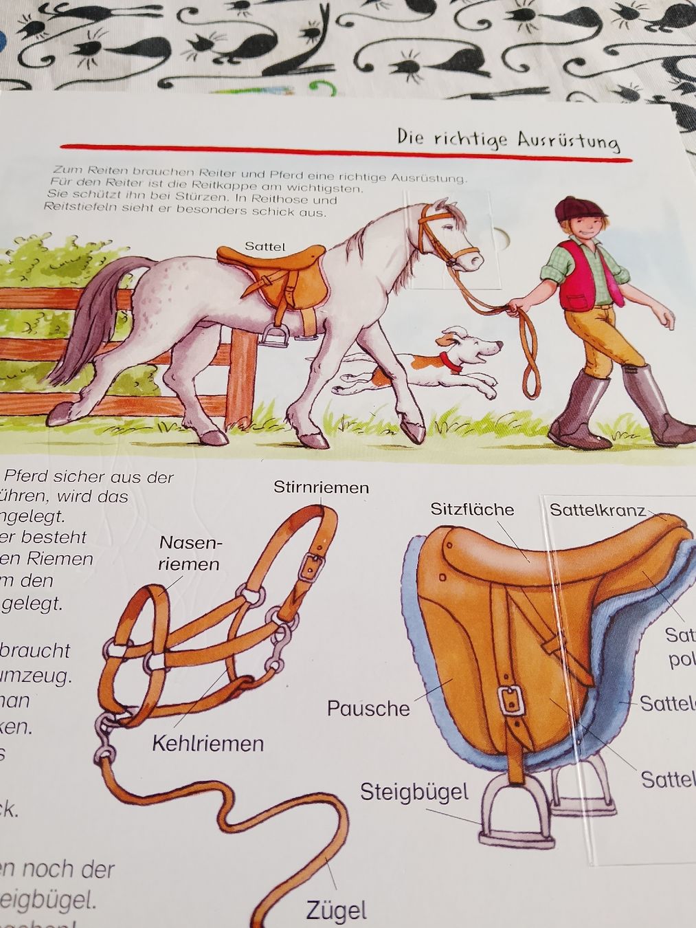 Libri: Pferde und Ponys  – Usato da Volken venduto da katz5 1