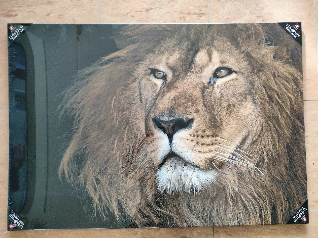Foto & Immagini: Wandbild Löwe Deco-Canvas ungeöffnet / originalverpackt – Nuovo e nell'imballaggio originale da Affoltern am Albis venduto da Avzusfly