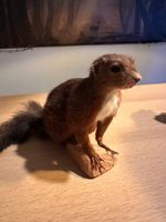 Präpariertes Eichhörnchen