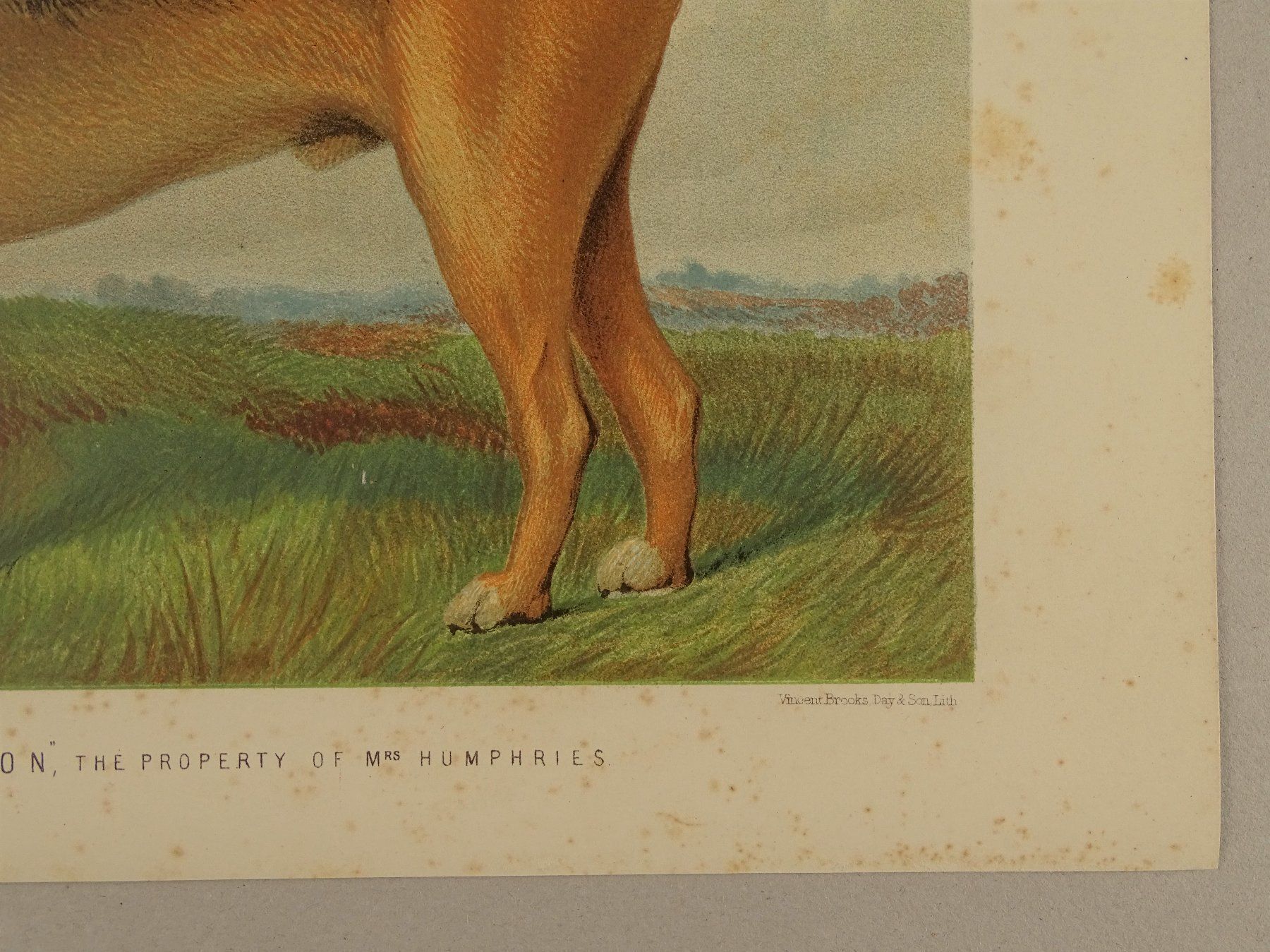 Incisioni: BLOODHOUND, BLUTHUND, FARBLITHOGRAPHIE 1881 – Usato da Grüningen venduto da Kartensammler 6