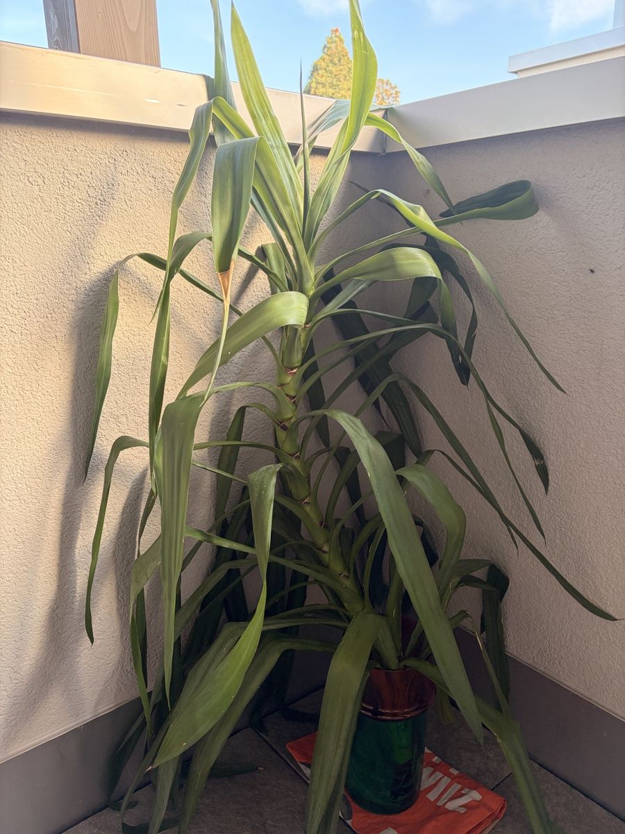 Plantes & graines: Yukka Palme – D'occasion à St. Niklausen LU par lou_th5k