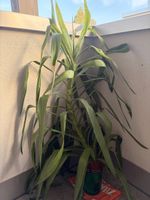 Yukka Palme