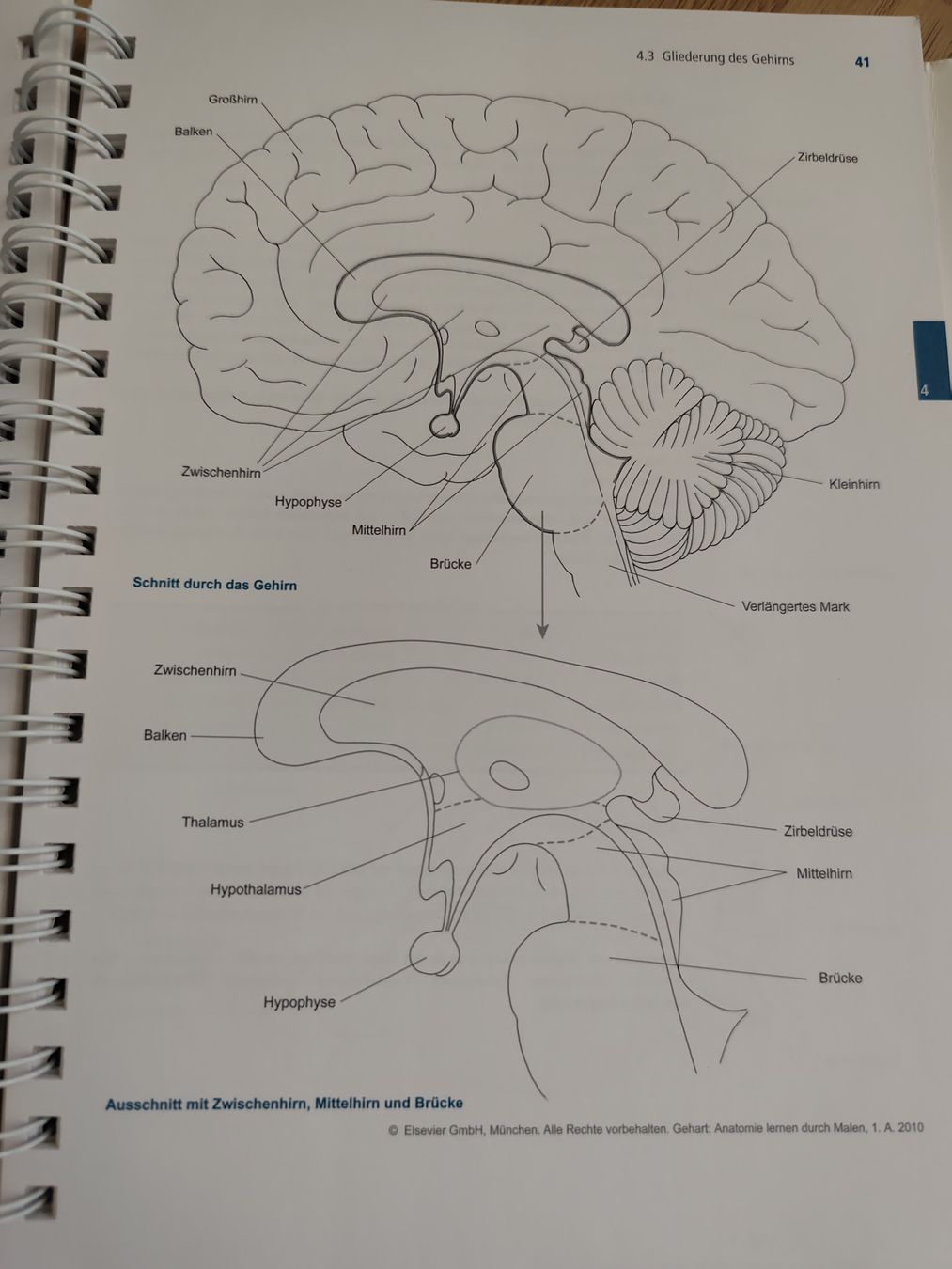 Libri: Anatomie zum Malen vom Elsevier Verlag  – Usato da Adliswil venduto da Rlila 2