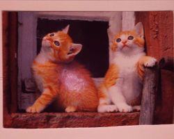 8014 Hauskatzen