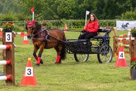 Neuer Sulky Gig Kutsche für grosse Ponys, Haflinger, Tinker