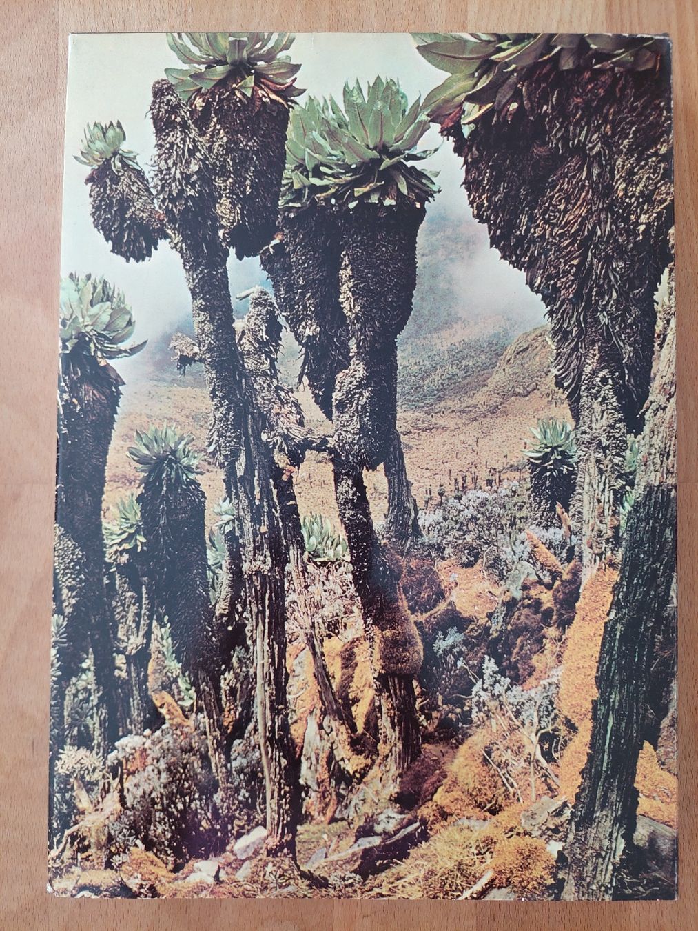 Bücher: Afrique - désert steppe forêt vierge – Gebraucht aus Yverdon-les-Bains von pri_x6j6 6