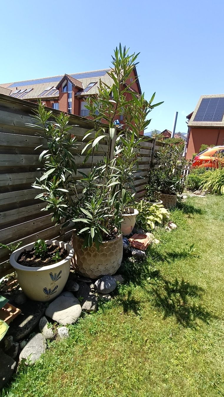 Piante & sementi: Oleander im Topf, rot bis dunkelrosa blühend – Usato da Steffisburg venduto da tut_s28q 2