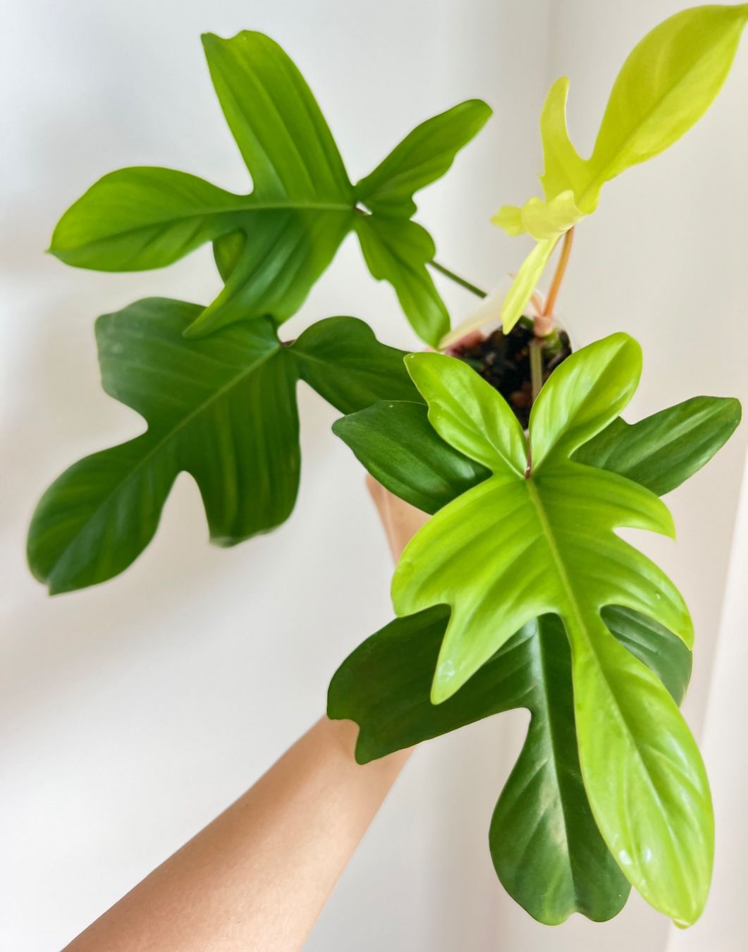 Piante & sementi: Philodendron Florida Ghost💚 – Usato da Glattpark(Opfikon) venduto da ste_n99y 3