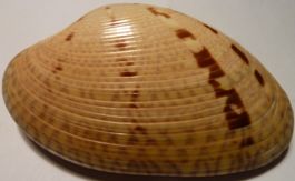 WUNDERSCHÖNE PAPHIA ALAPAPILLIONIS-MUSCHEL8 CM-BESTE QUALITÄ
