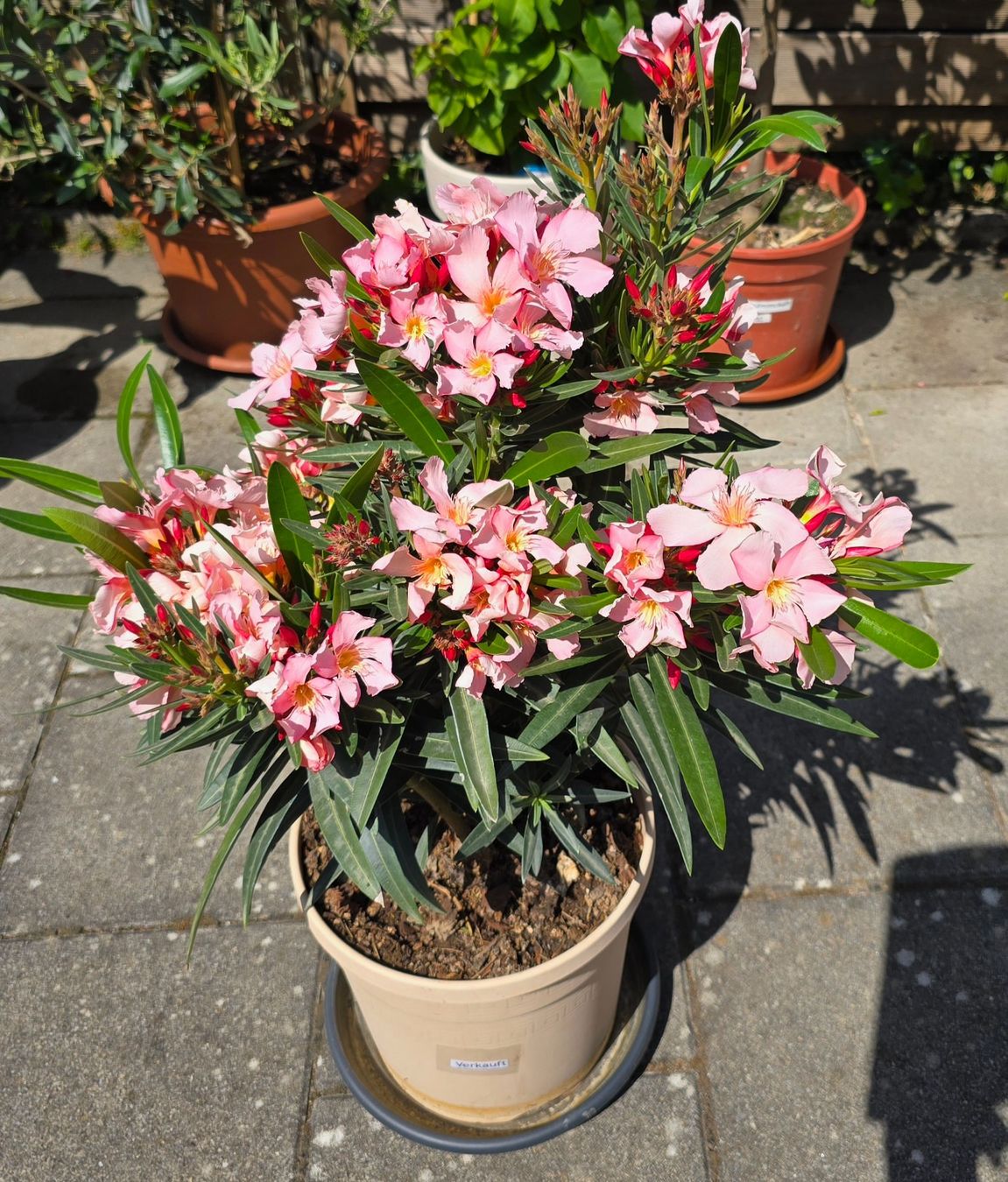 Piante & sementi: Kleiner Oleander – Nuovo (secondo la descrizione) da Aarburg venduto da popkorn65 7