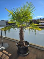 Hanfpalme Trachycarpus fortunei im Topf guter Zustand