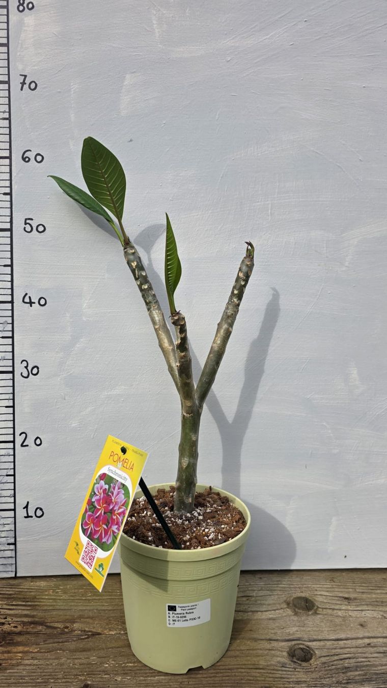 Piante & sementi: Plumeria / Frangiapani Synchronicity – Usato da St.Erhard venduto da Plumilandschweiz 1