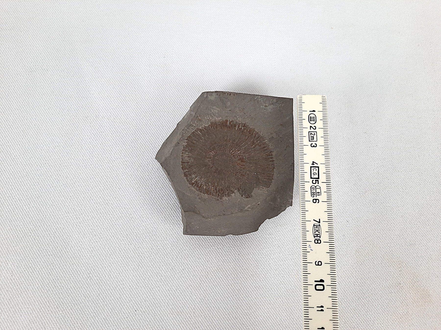 Fossili: Versteinerung ev. Ammonit – Usato da Beinwil am See venduto da Restwert_Beinwil 3