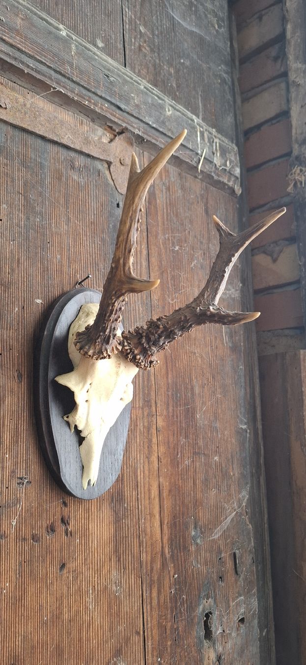 Altre raccolte & rarità: Rehgeweih auf Holzschild - Herbstdeko Jagdtrophäe – Usato da Buttisholz venduto da REX001 1