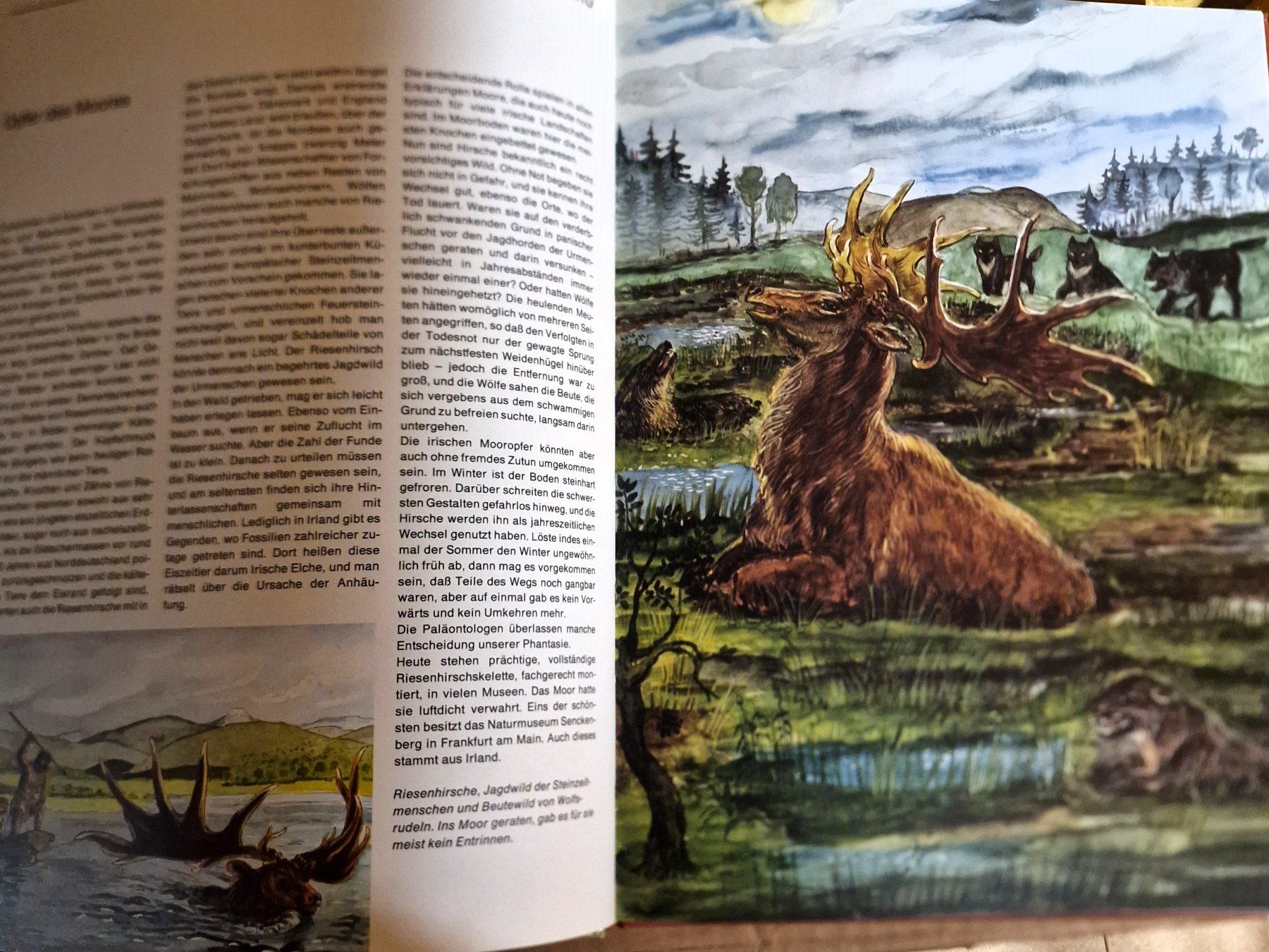 Livres: Dinosaurier und andere Tiere der Urzeit – D'occasion à Winterthur par Versus0 3