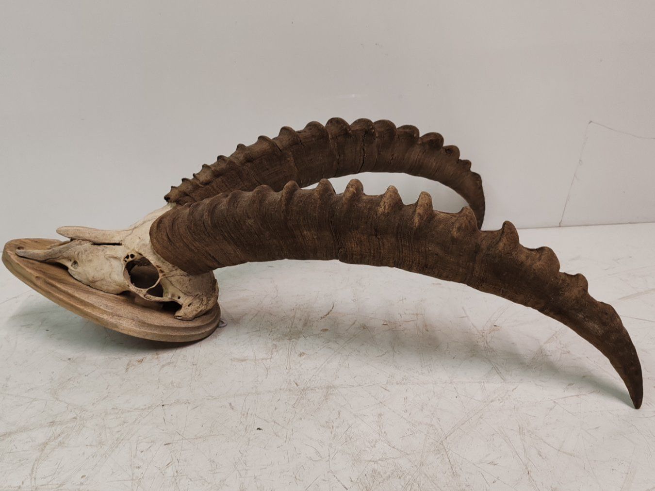 Il mondo degli animali: Steinbock Geweih als Trophäe, Gehörn Jahr 1990 – Usato da Luzern venduto da Lager6640 6