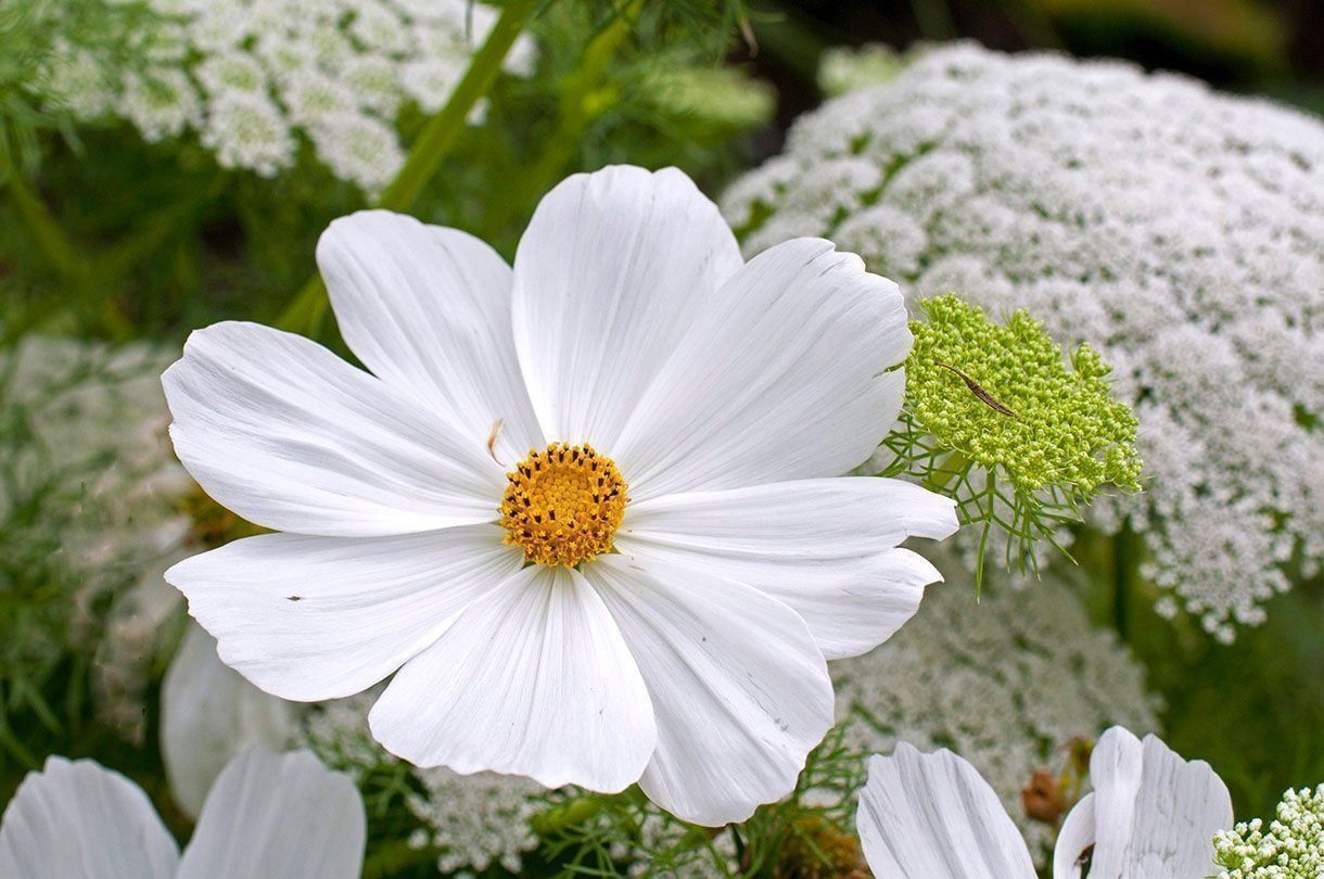 Piante & sementi: 100 Samen Cosmea PURITY Schmuckkörbchen – Nuovo (secondo la descrizione) da Ehrendingen venduto da VerveinaSamen 5
