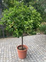 Ziermandarine / Calamondini / Zwergorange