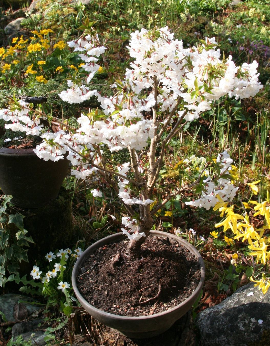 Piante & sementi: BONSAI  -  Kurilen-Kirsche – Nuovo (secondo la descrizione) da Gretzenbach venduto da Sikim 2