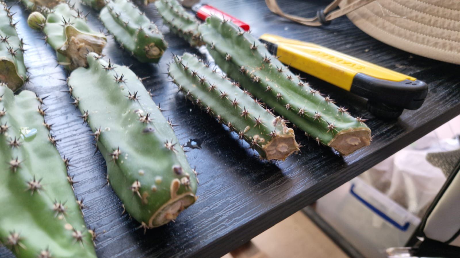 Plantes & graines: Harrisia Jusbertii Stecklinge – D'occasion à Zürich par LophiMaster 3