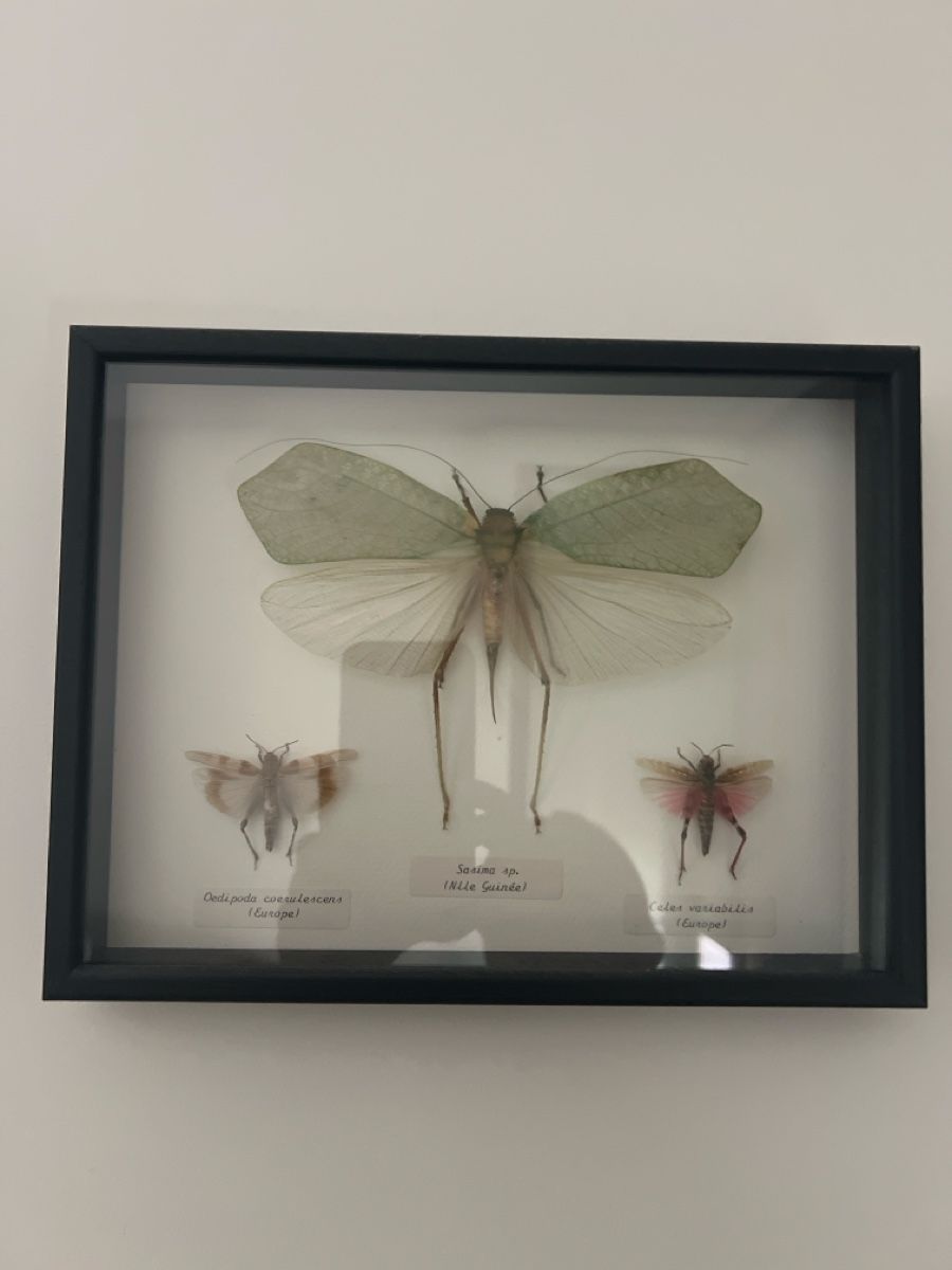 Alle Dekorationen: Framed insect collection, 3 specimens, good condition – Gebraucht aus Luzern von TIsabel