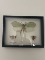 Framed insect collection, 3 specimens, good condition