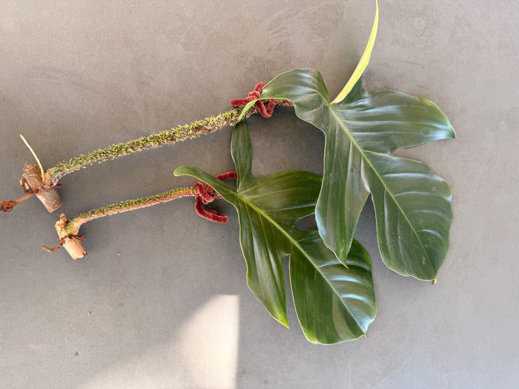 Piante & sementi: Philodendron Squamiferum 2/3 – Usato da Rafz venduto da jca_98p5