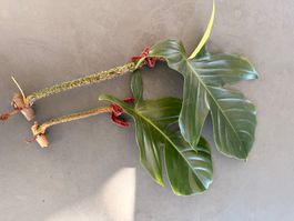 Philodendron Squamiferum 2/3