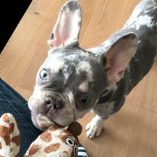 Profile image of Timo.hund