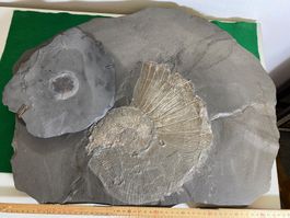 2 Ammoniten in Schiefer,Hingucker zur Wandmontage!