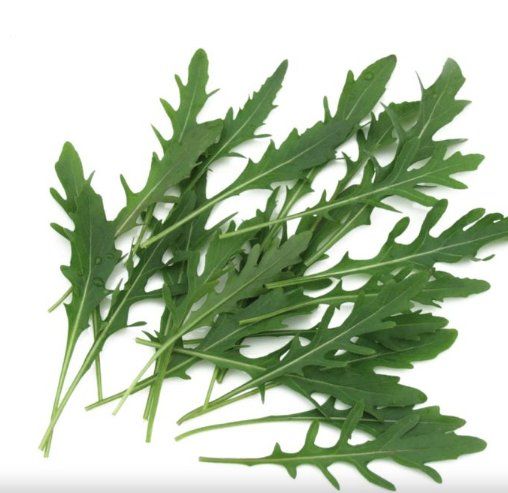 Plantes & graines: Wilde Rauke, Rucola/ 20 Samen – Neuf (Voir description) à Hinteregg par ERFOLG78