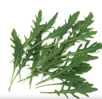 Wilde Rauke, Rucola/ 20 Samen